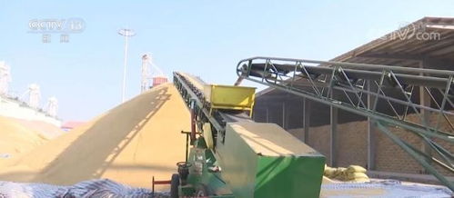 守好粮仓，稳护民生——各地多措并举确保秋粮收购服务高效顺畅