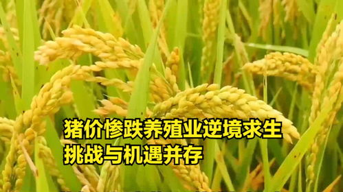 猪价震荡下行，养殖业如何破局？——探析“粮食-饲料-养殖”产业链的挑战与机遇