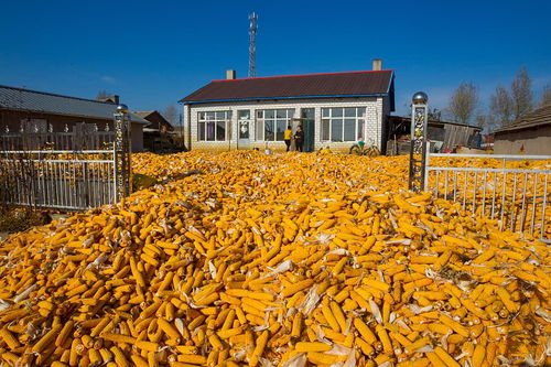 疫情扰动下的玉米市场 短期承压回落，后市上涨动力或显不足