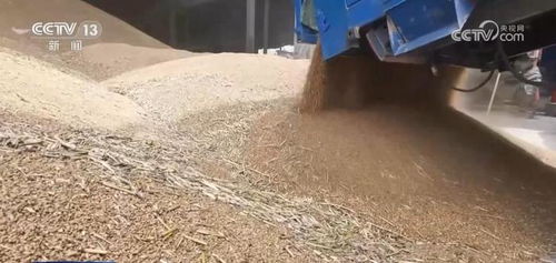 筑牢粮食安全防线 全流程监管与定向销售严防问题小麦入市