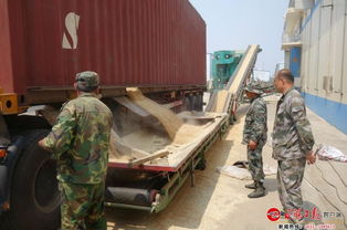 日照粮食储备库夏粮收购率先开秤，全力保障区域粮食安全