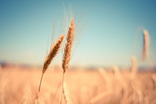 2018年小麦最低收购价政策八项变化深度解析